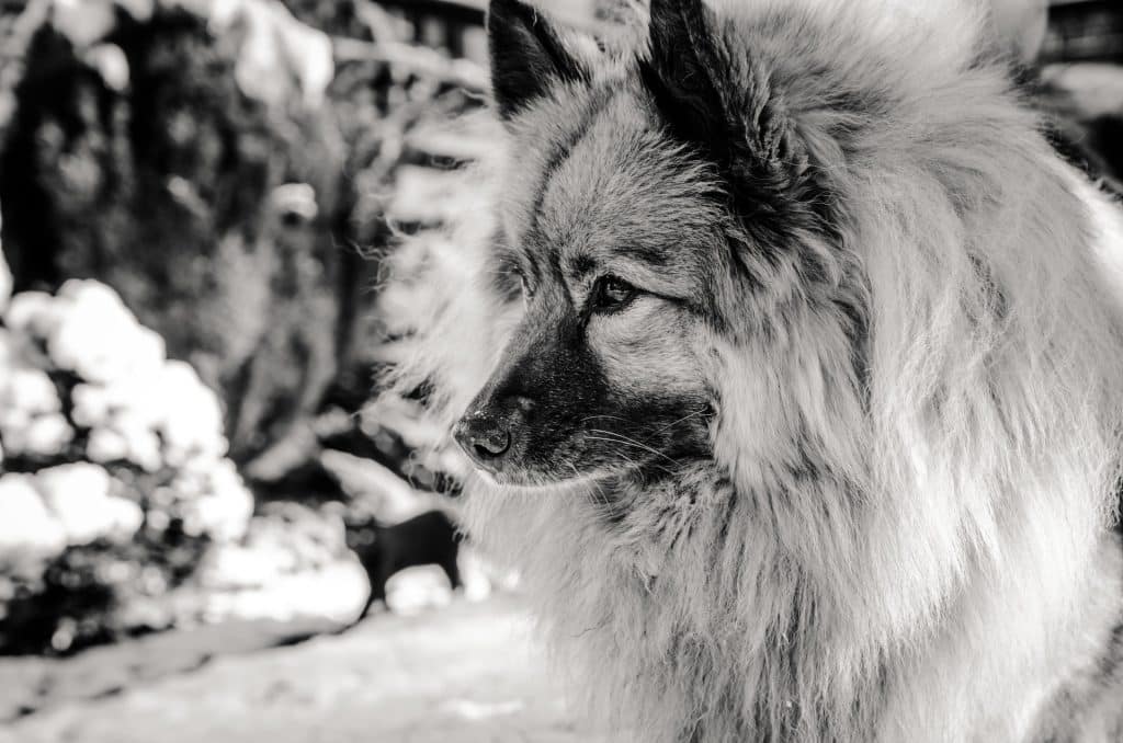 A Keeshond up close