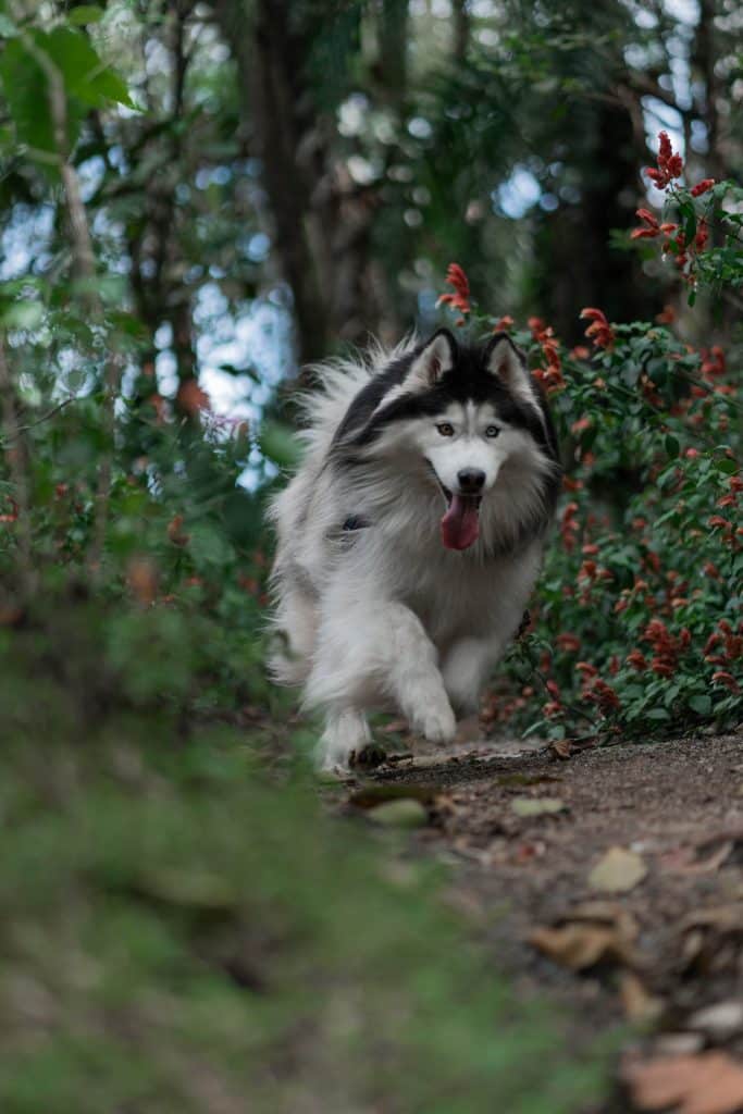 An Alaskan Malamute running through a forest