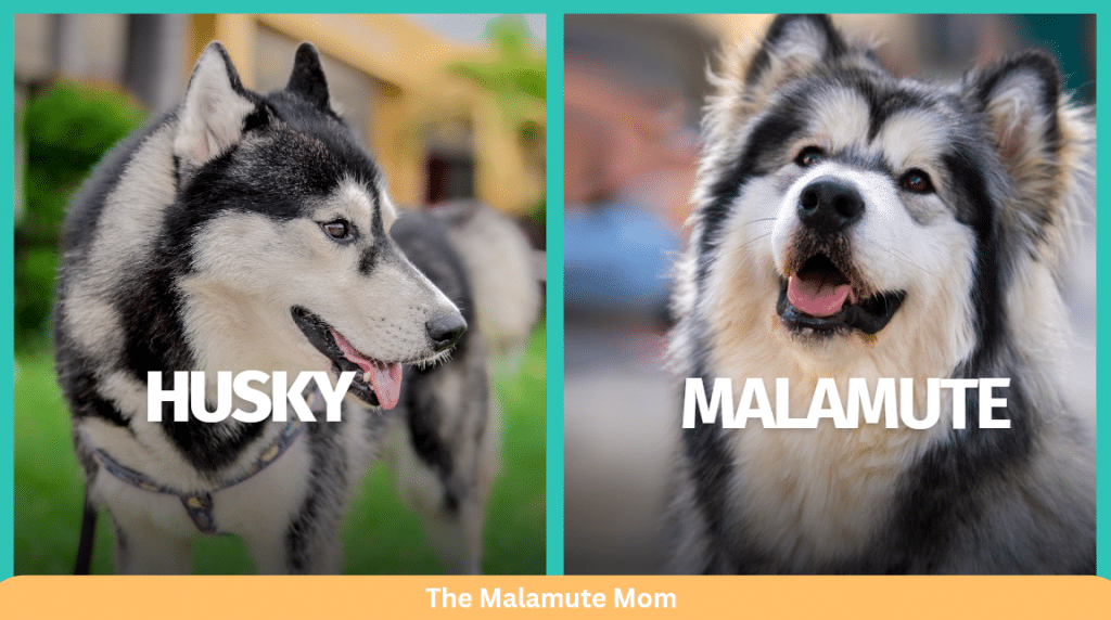 A Husky next to a Malamute on a custom graphic