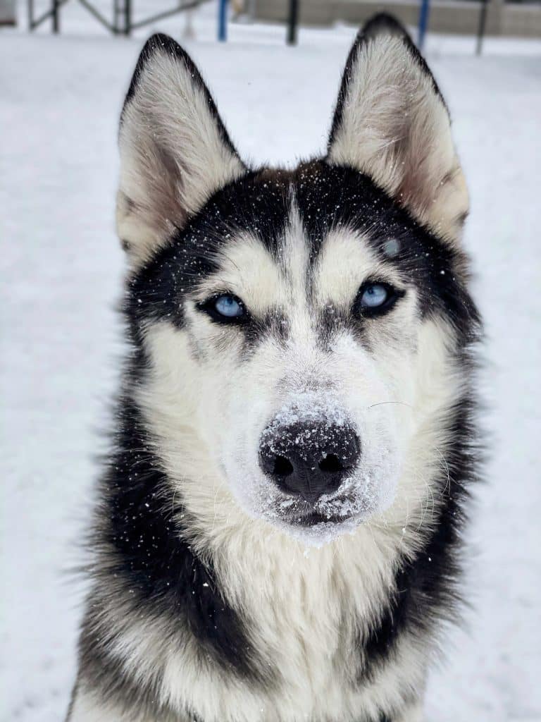 A husky with snow on its face