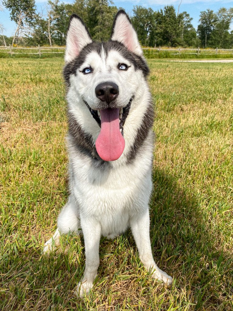 A Siberian Husky sat on some grass