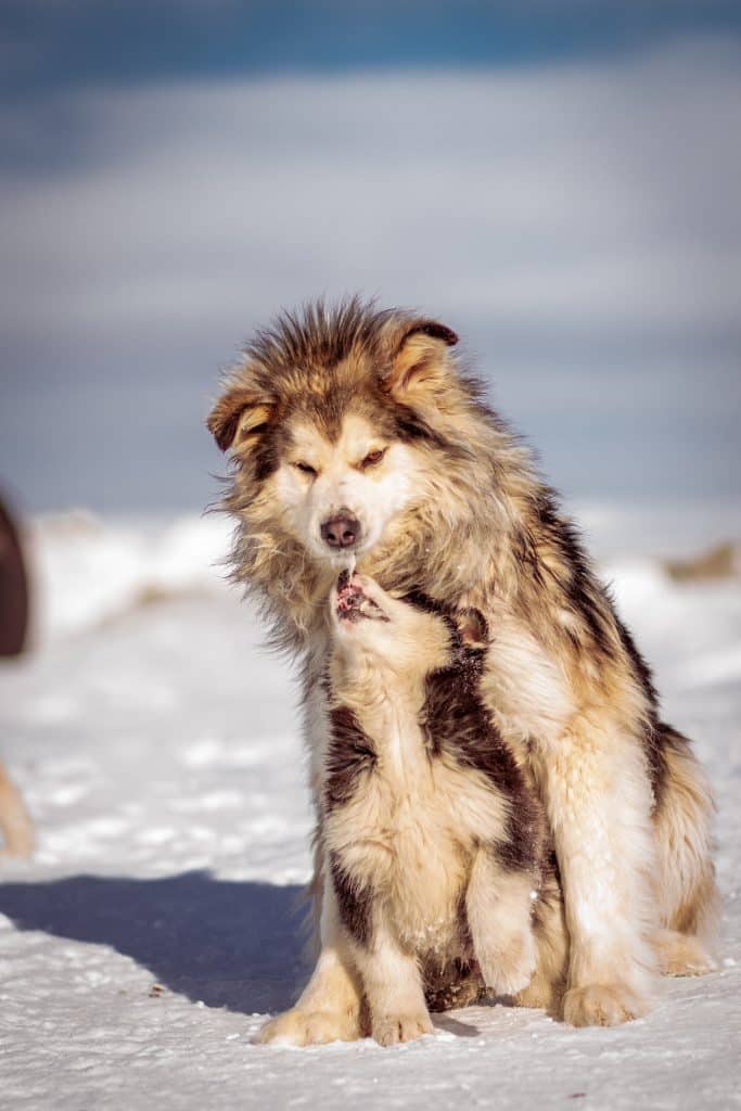 A wooly malamute with floppy ears