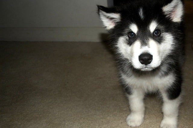 An Alaskan Malamute puppy 
