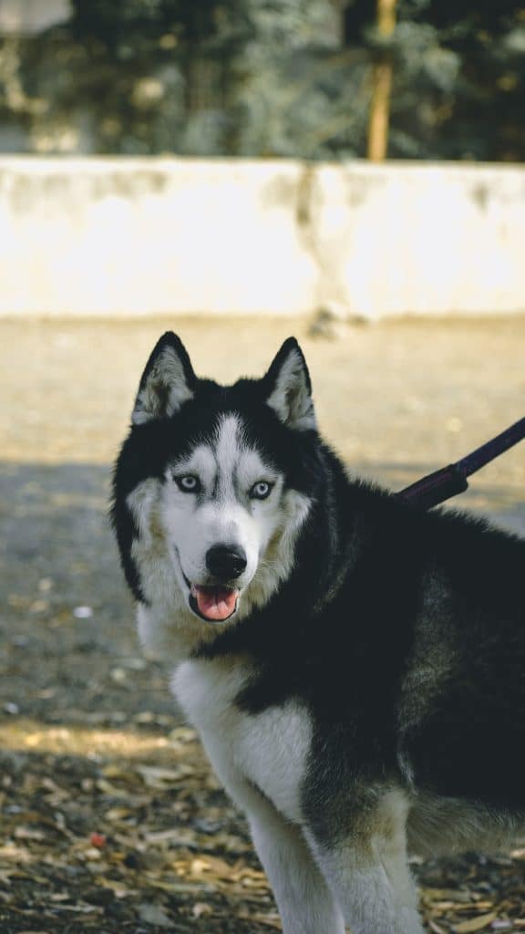 A husky on a leash in a field