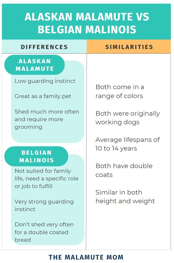 An inforgraphic detailing the similarities and differences between the Alaskan Malamute vs Belgian Malinois