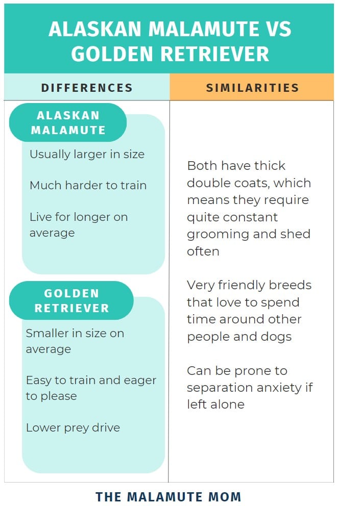 An infographic detailing the similarities and differences between the Alaskan Malamute vs Golden Retriever