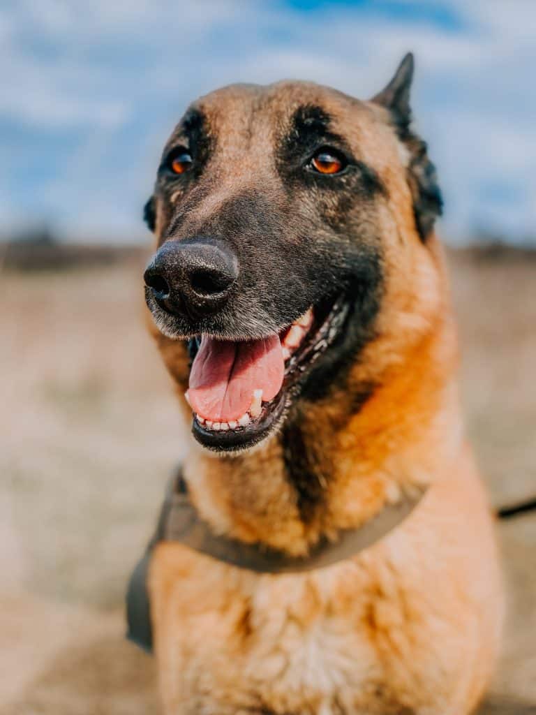 A Belgian Malinois up close