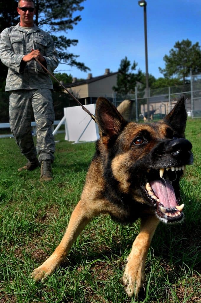 A German Shepherd lunging forward and growling on a leash
