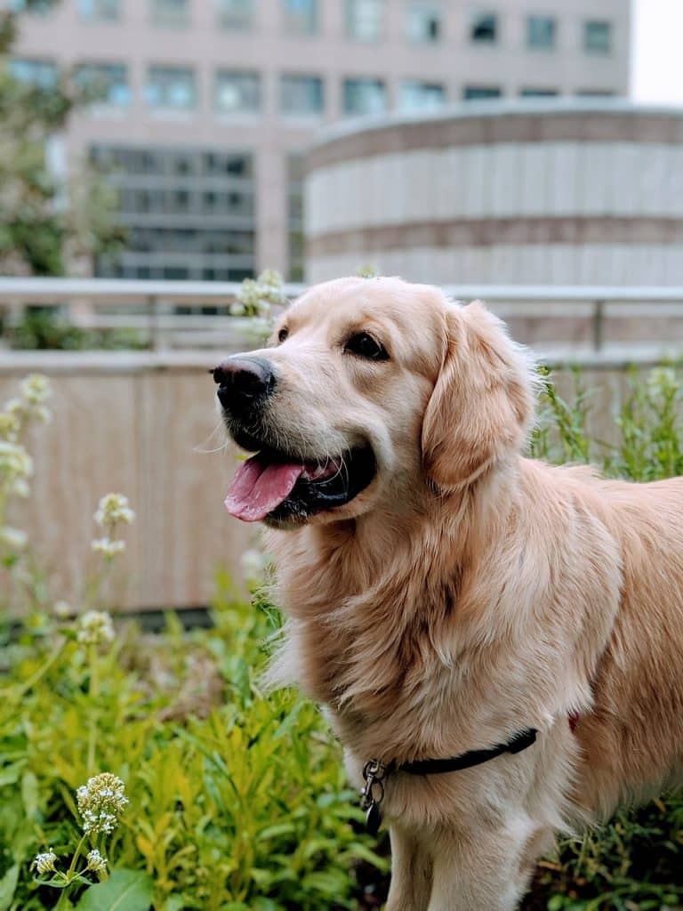 A Golden Retriever in some grass