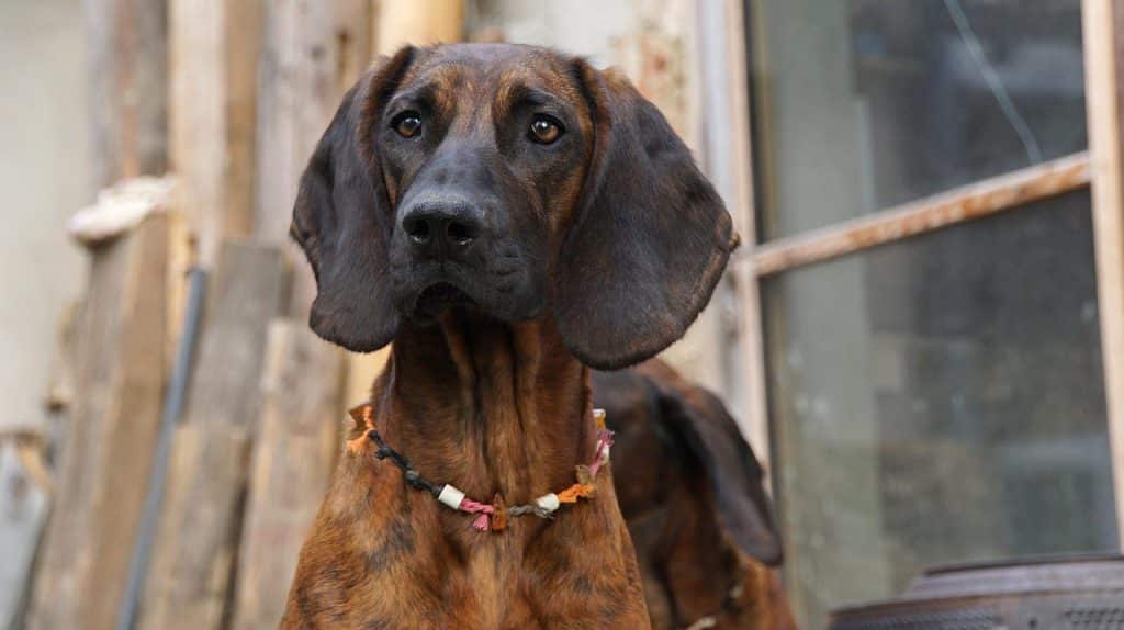 A brown and black bloodhound with large, floppy ears