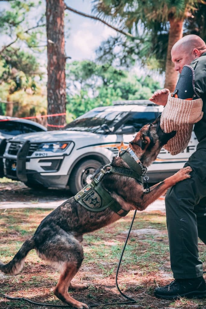 A Belgian Malinois biting a police officers arm
