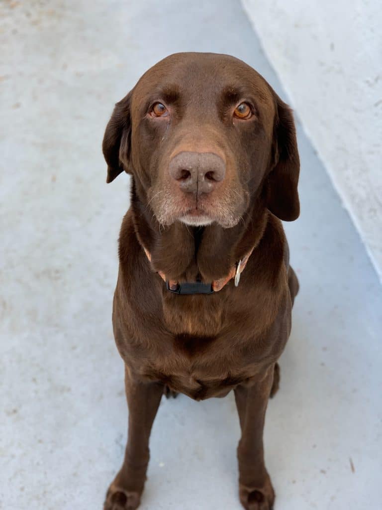 A brown Labrador retriever sat down looking at the camera