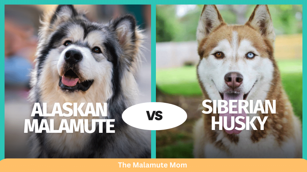 An Alaskan Malamute next to a Siberian Husky