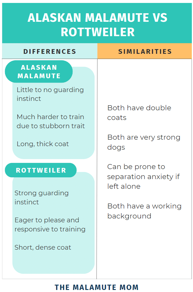An infographic detailing the similarities and differences between the Alaskan Malamute vs Rottweiler