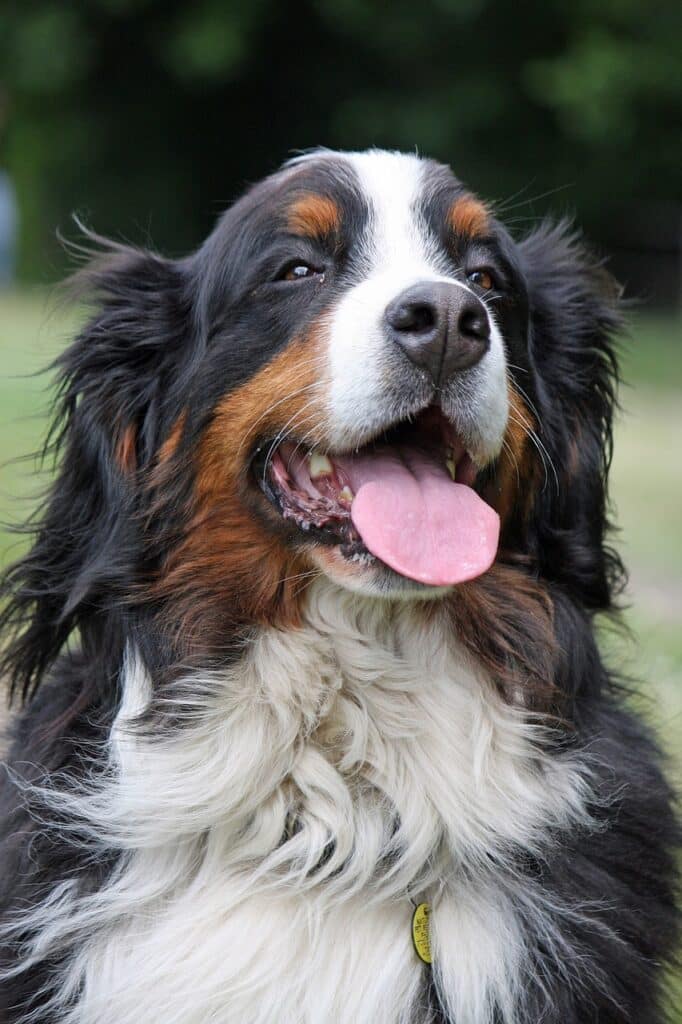 A Bernese Mountain Dog up close with its tongue out