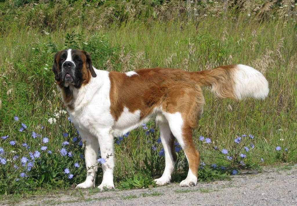 A large Saint Bernard next to a field of grass and flowers