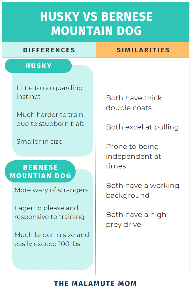 An infographic detailing the similarities and differences between the  Husky vs Bernese Mountain Dog