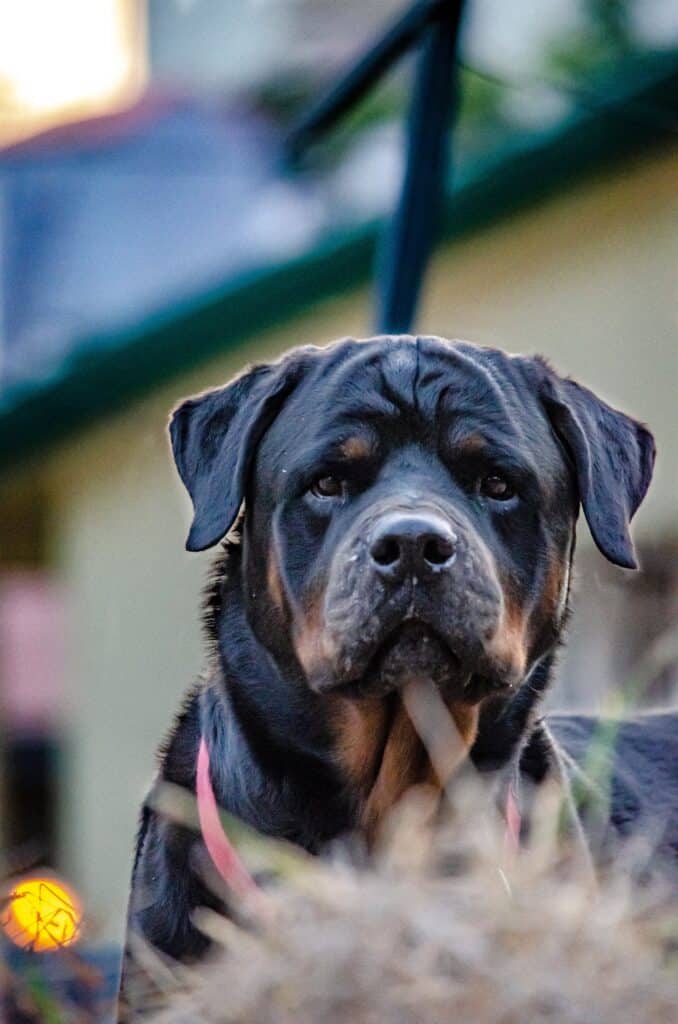 A Rottweiler up close