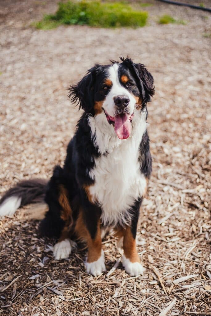 A Bernese Mountain Dog sat down on some wood bark