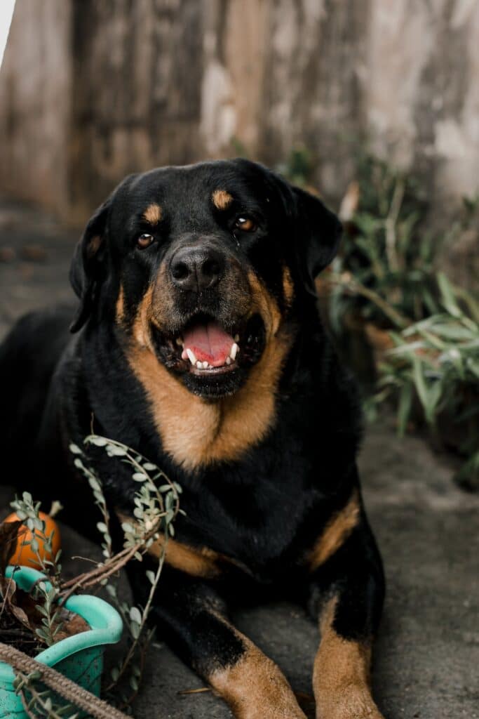 A Rottweiler laid down on the floor with its mouth open