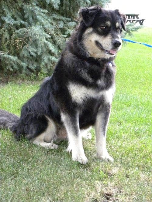 An Alaskan Malamute Bernese cross sat on some grass