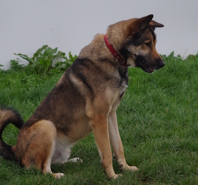 An Alaskan Malamute Belgian Malinois mix sat down on some grass