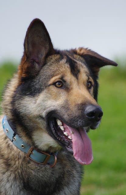 An up close shot of an Alaskan Malamute Belgian Malinois mix