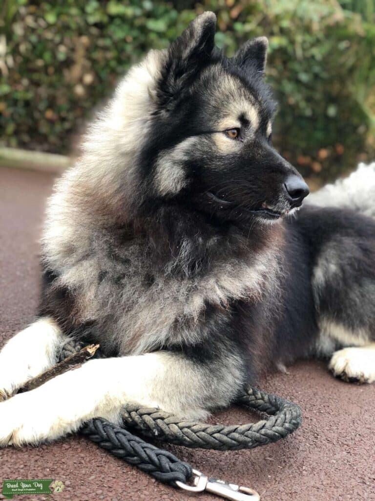 A Malamute Keeshond mix laid down on the floor