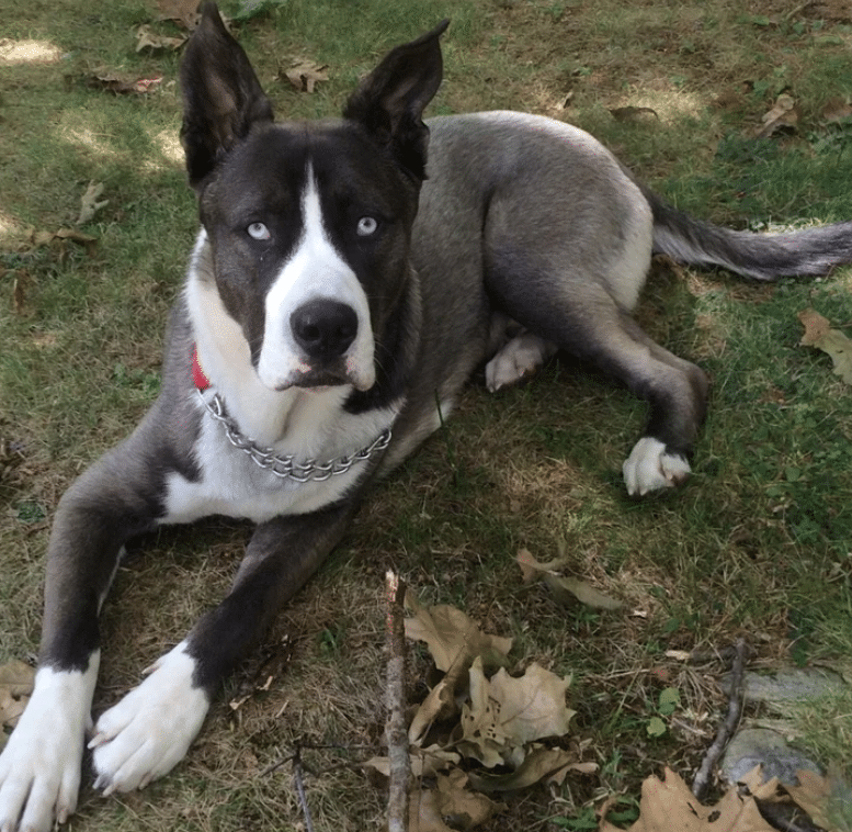 A black and white Alaskan Malamute Great Dane mix laying down on some grass
