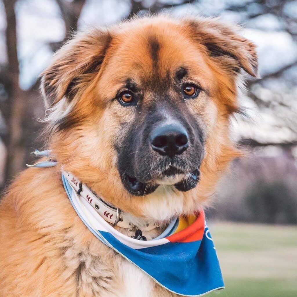 an Alaskan Malamute Saint Bernard mix up close