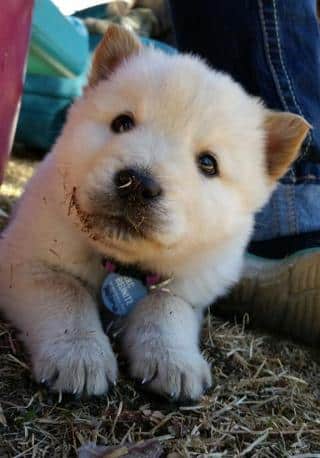 A Malamute Shiba Inu mix puppy up close