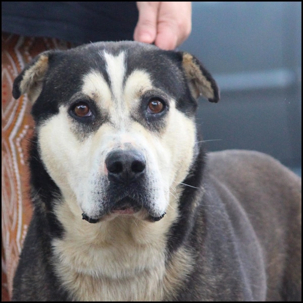 An Alaskan Malamute Cane Corso up close with brown eyes