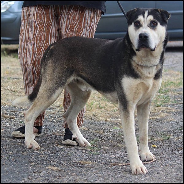 An Alaskan Malamute Cane Corso mix up close on a leash