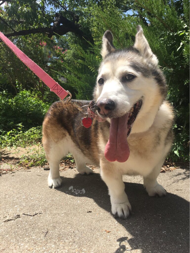 An Alaskan Malamute Corgi mix up close on a red leash with its tongue sticking out