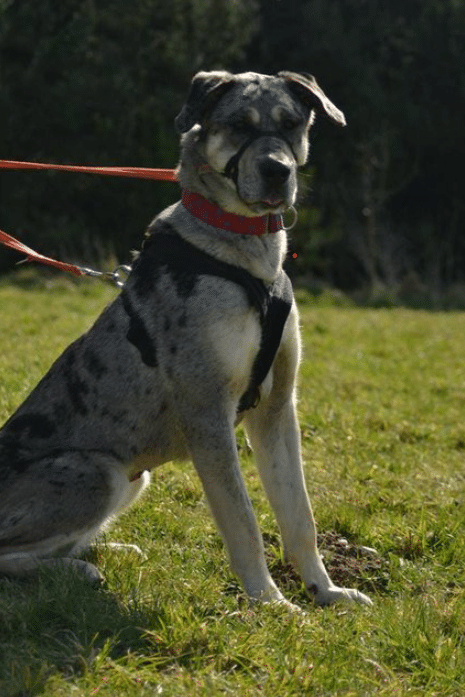 an Alaskan Malamute Great Dane mix sat in a field