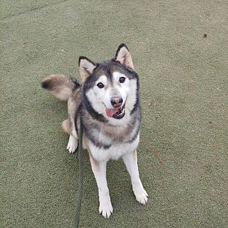 an Alaskan Malamute Shiba Inu mix sat down on the floor