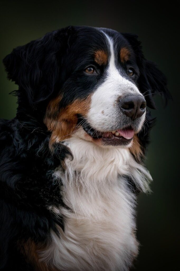 A Bernese Mountain Dog up close