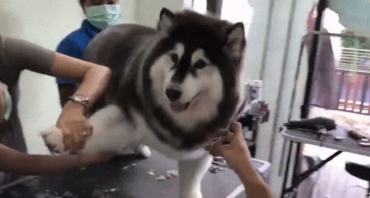 An Alaskan Malamute Corgi getting groomed on a table