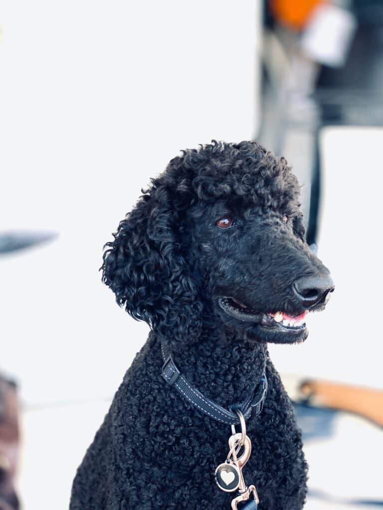 A black Standard Poodle up close wearing a black collar