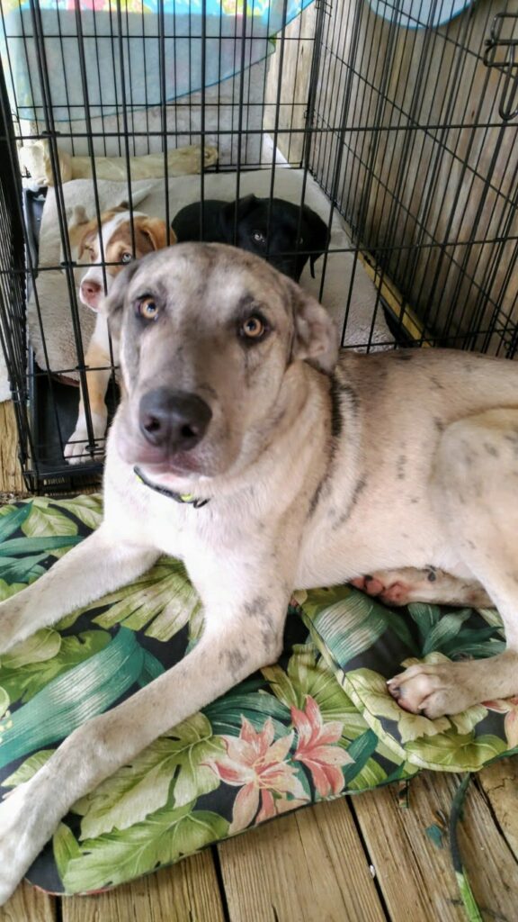 A Great Dane Malamute mix laid down next to a dog cage