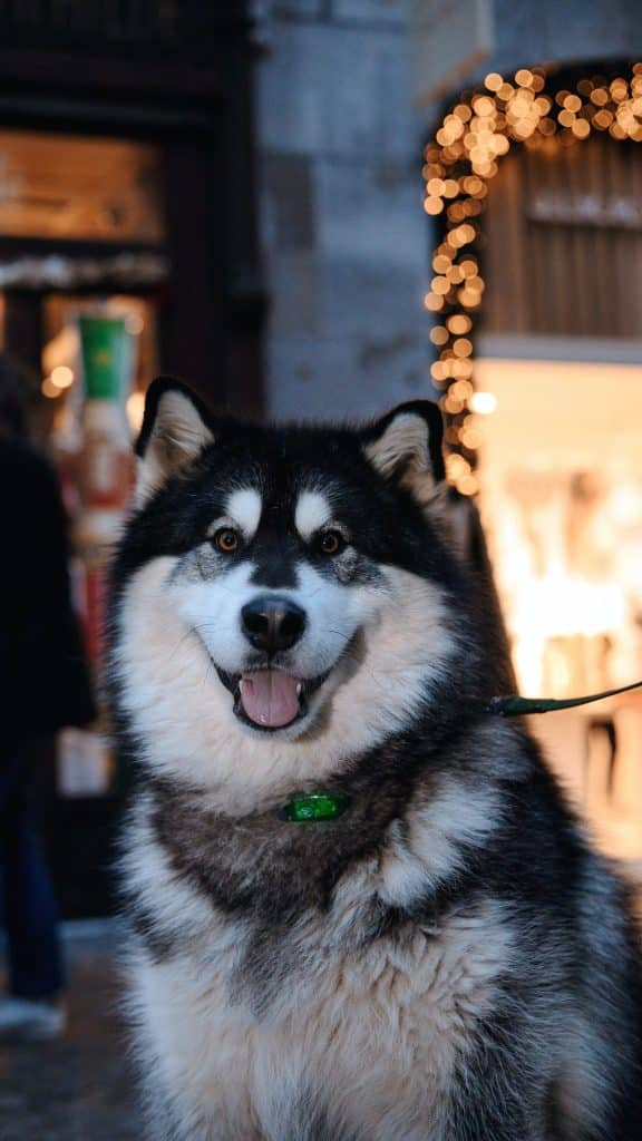 A large Alaskan Malamute on a lead
