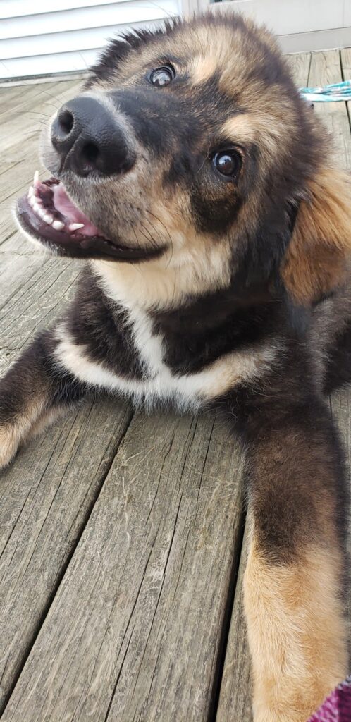 An Alaskan Malamute Bernese mix laid on some decking
