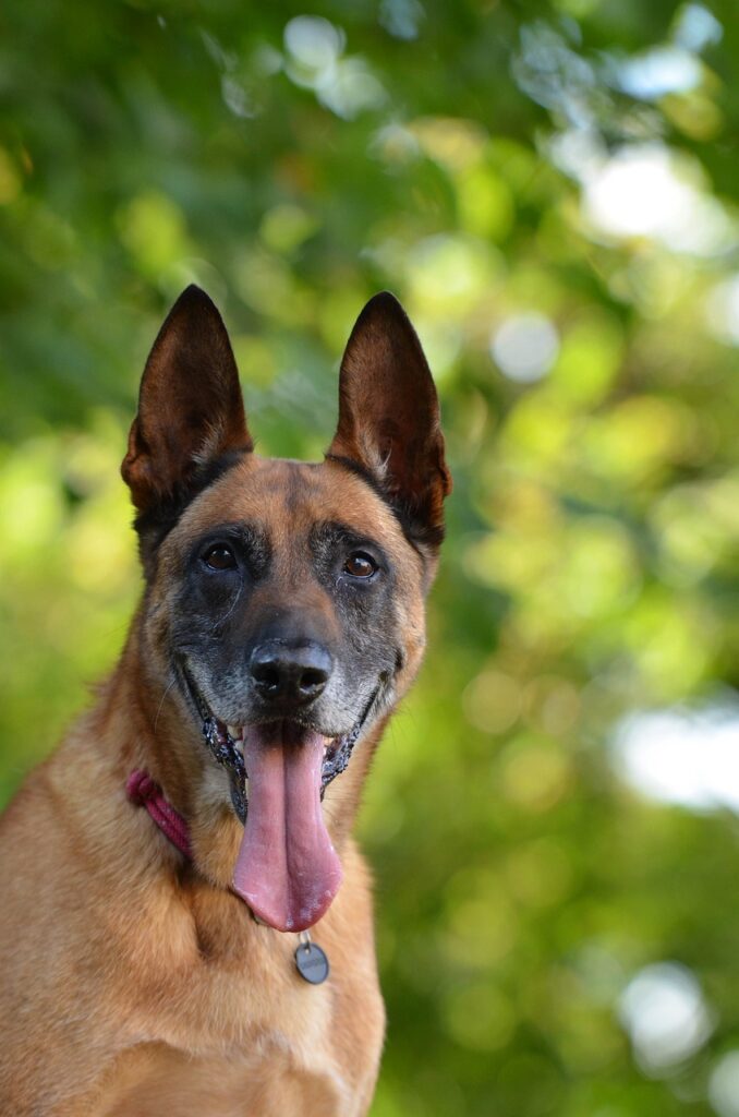 A Belgian Malinois up close