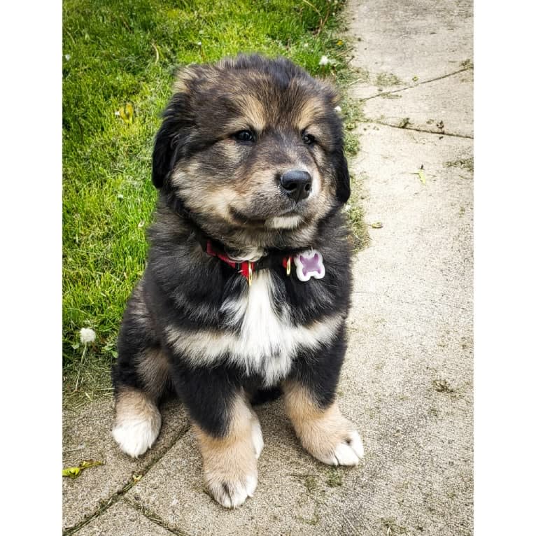 An Alaskan Malamute Bernese mix puppy