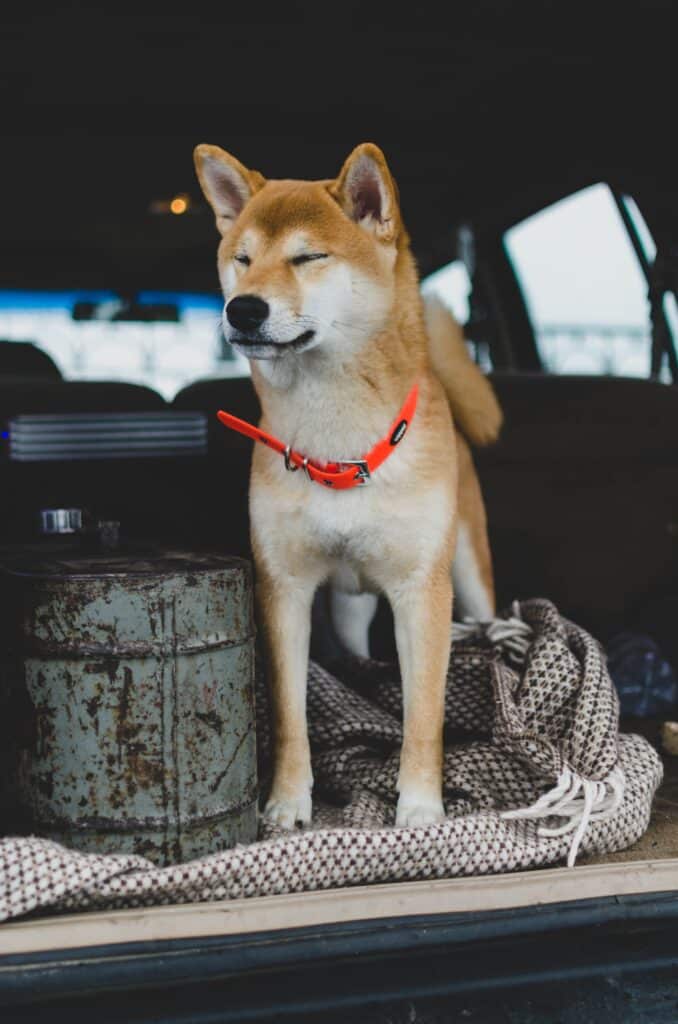 A Shiba Inu wearing a red collar sat in the boot of a car