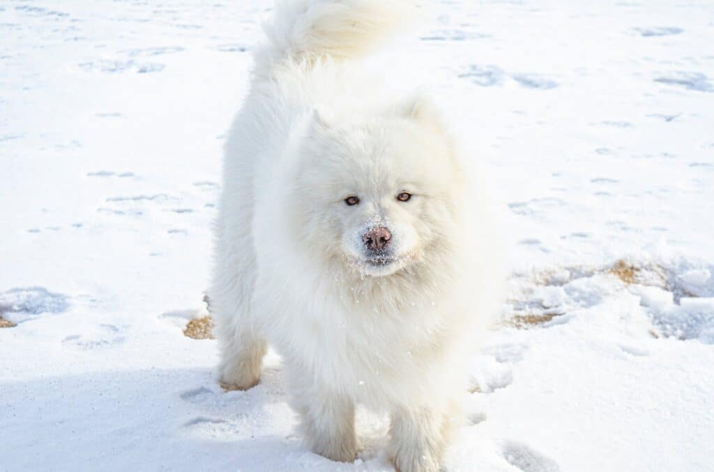 A fluffy white Samoyed playing in the snow