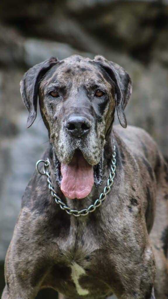 A large Great Dane up close wearing a metal chain collar