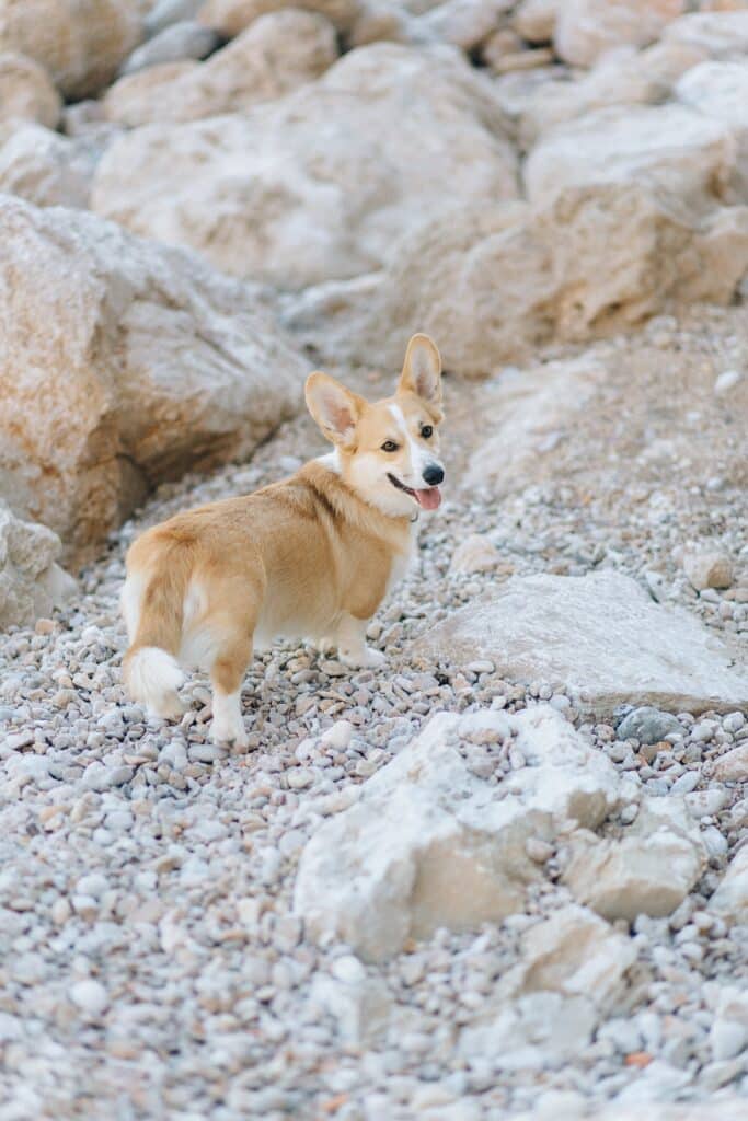 A Corgi exploring some rocks looking back at the camera