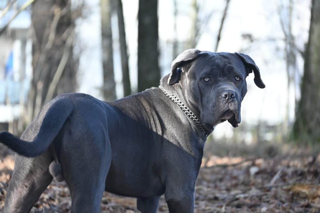 A black Cane Corso walking through the woods