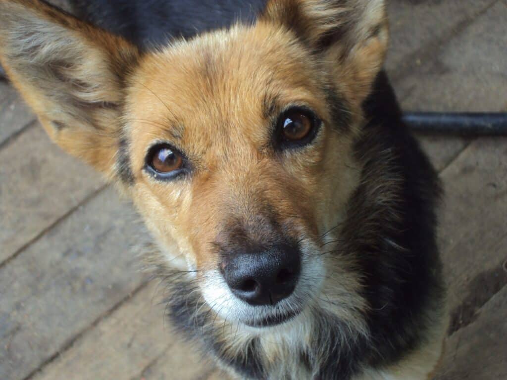 A puppy up close with brown eyes and brown, black and white fur
